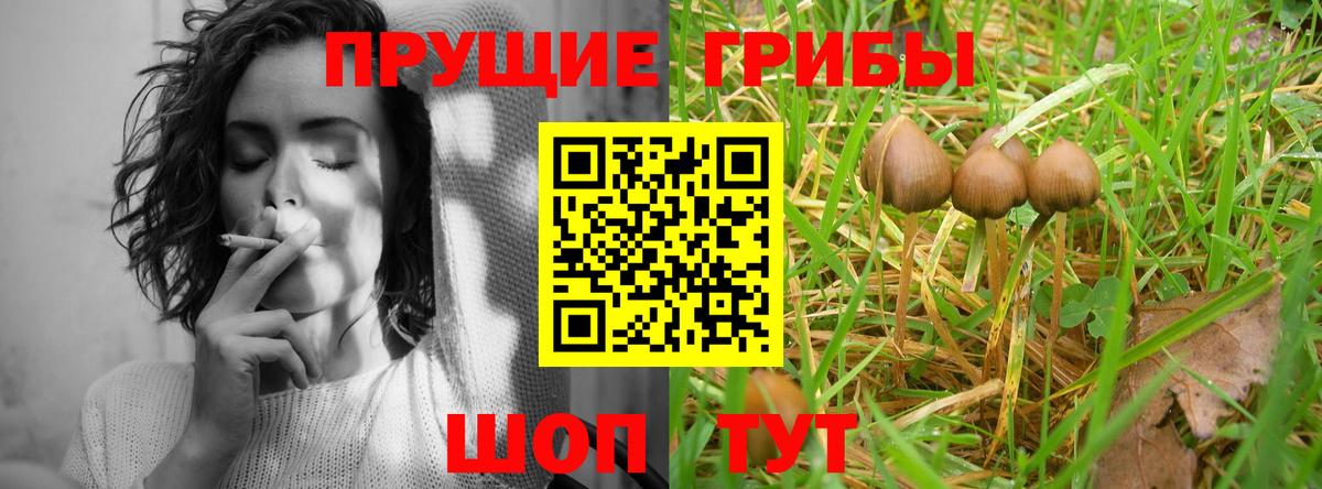 Псилоцибиновые грибы мицелий Анжеро-Судженск